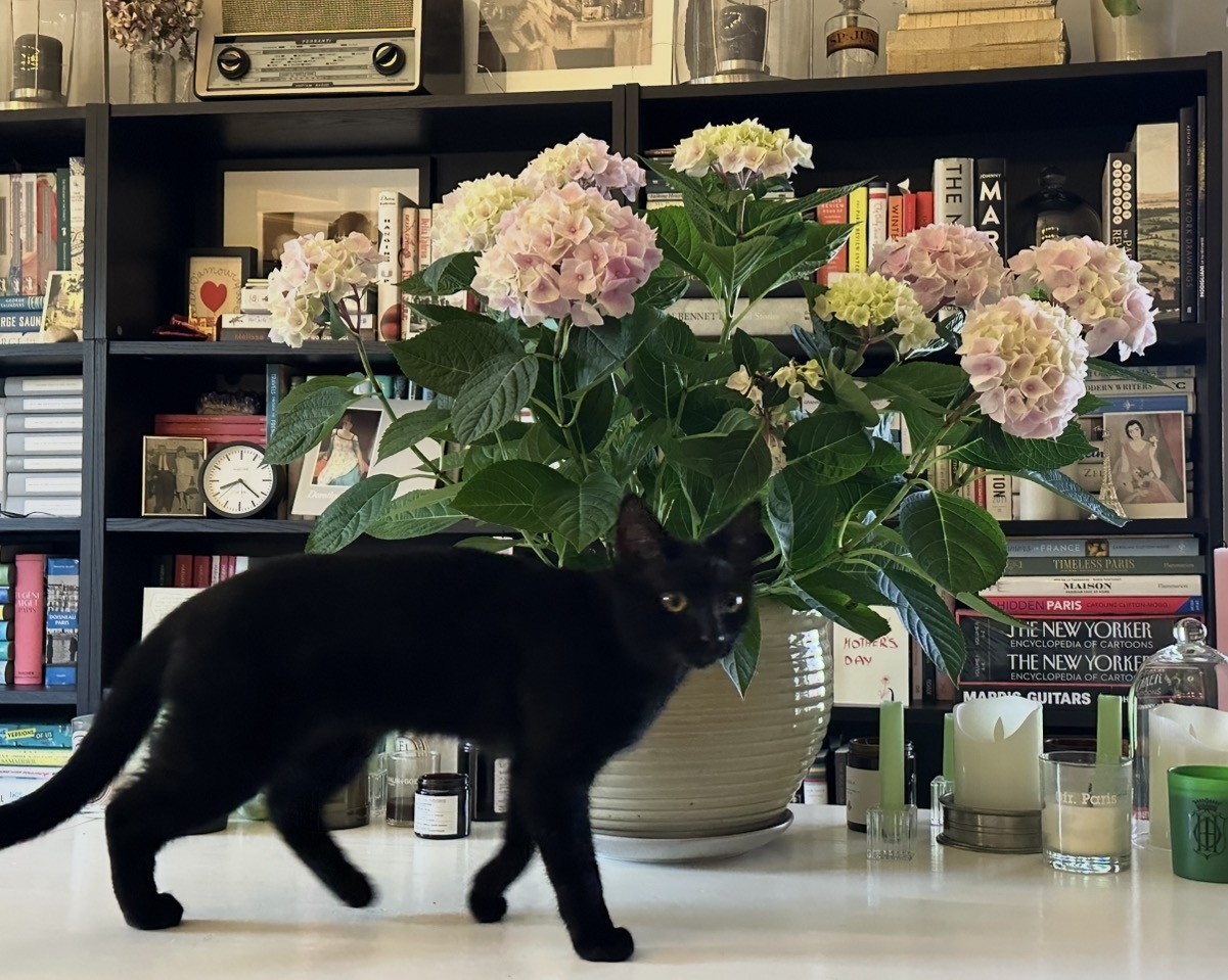 Flowers in front of bookshelves